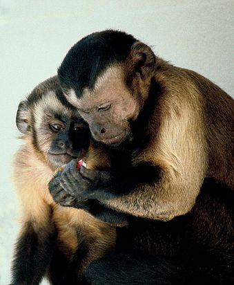 495px-Capuchin_monkeys_sharing.jpg